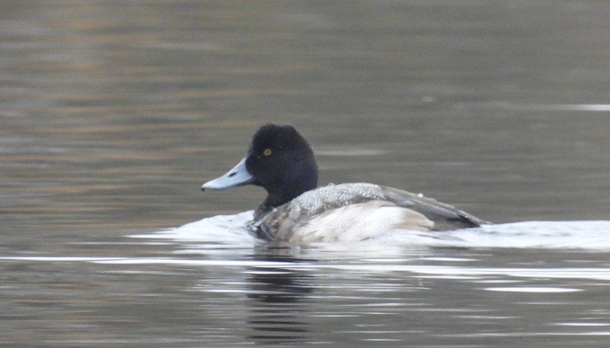 Lesser Scaup - ML453903981