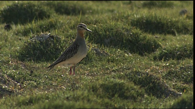 Tawny-throated Dotterel - ML453904