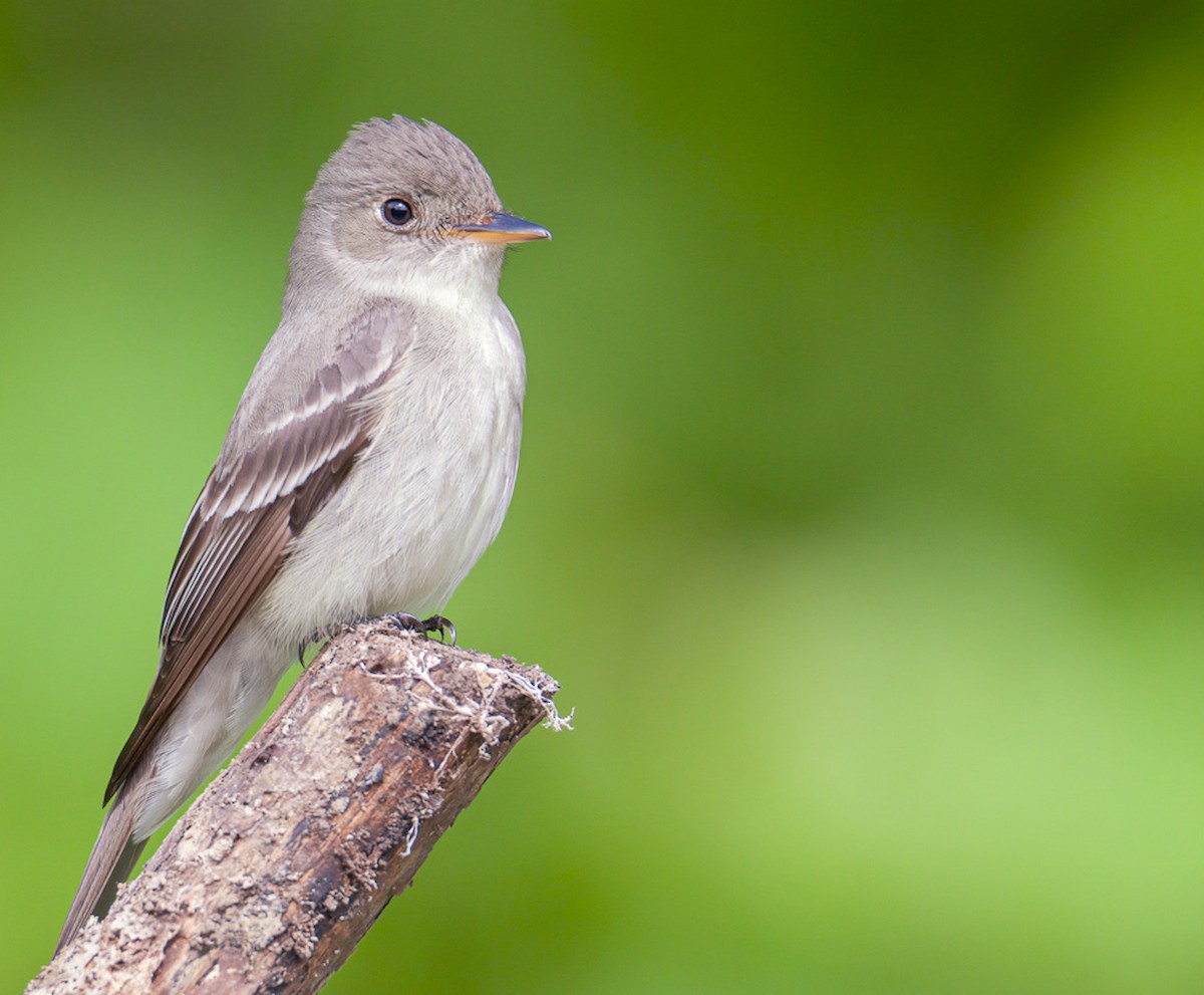 Eastern Wood-Pewee - Matt Mason