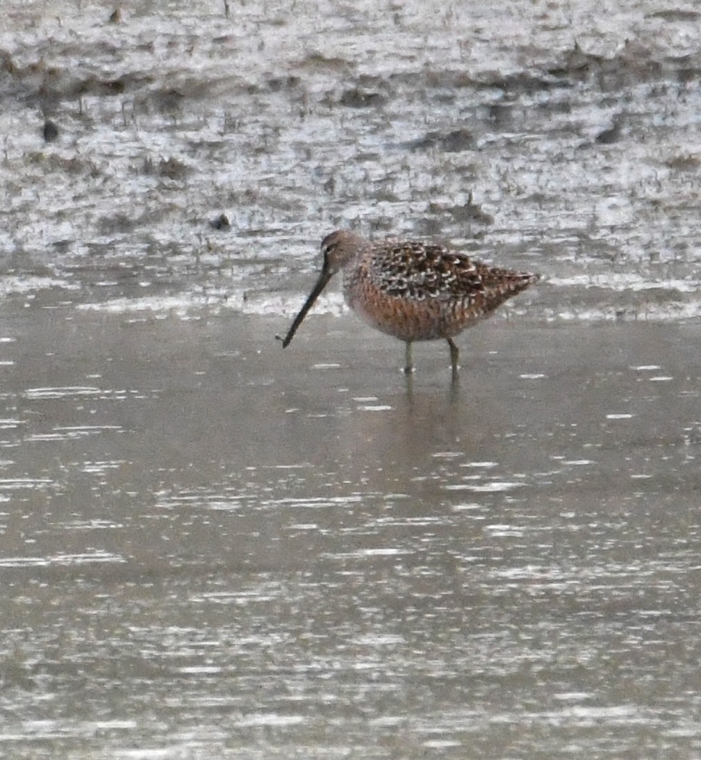 Long-billed Dowitcher - ML453905131