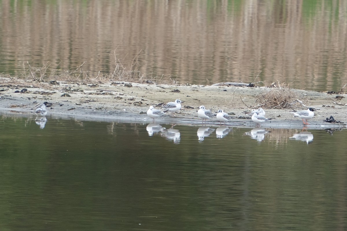 Bonaparte's Gull - ML453905361