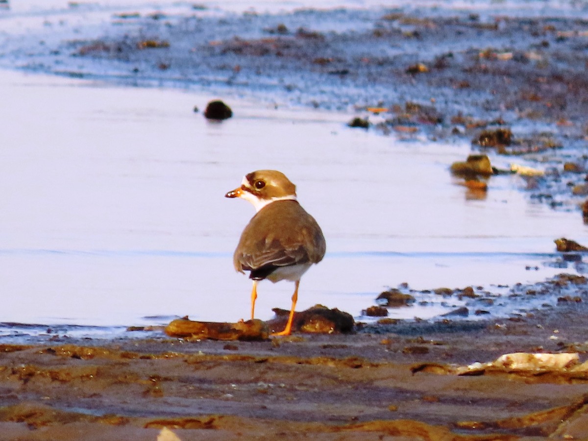 Semipalmated Plover - ML453905821