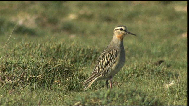 Tawny-throated Dotterel - ML453906