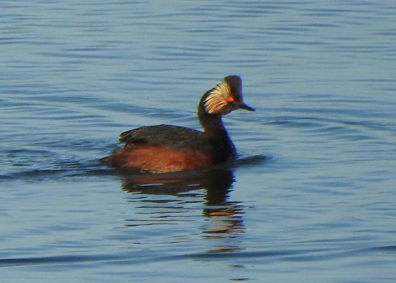 Eared Grebe - ML453906241