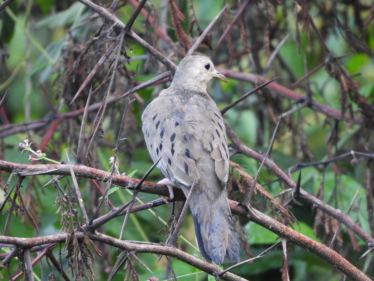 Ecuadorian Ground Dove - Mauricio Ruano