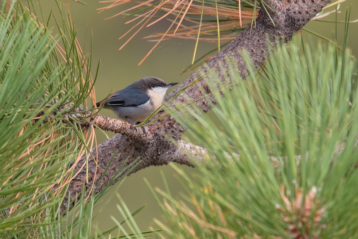 Pygmy Nuthatch - Graham Gerdeman