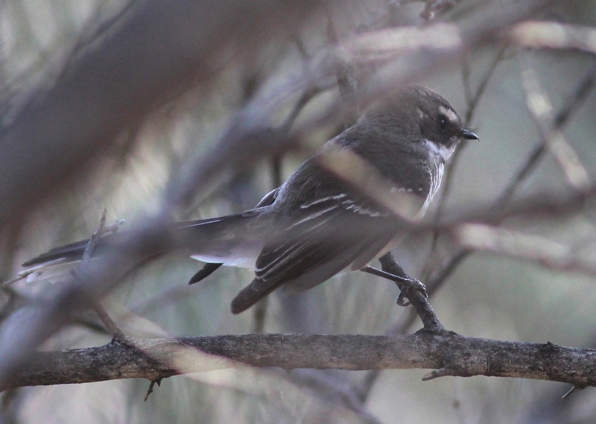 Graufächerschwanz (albicauda) - ML45390871