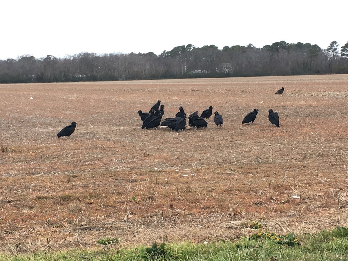 Black Vulture - Max Lonzanida