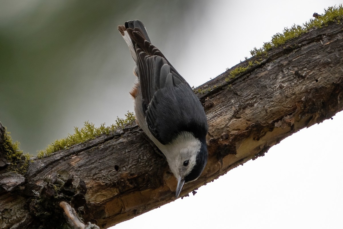 White-breasted Nuthatch - ML453909511