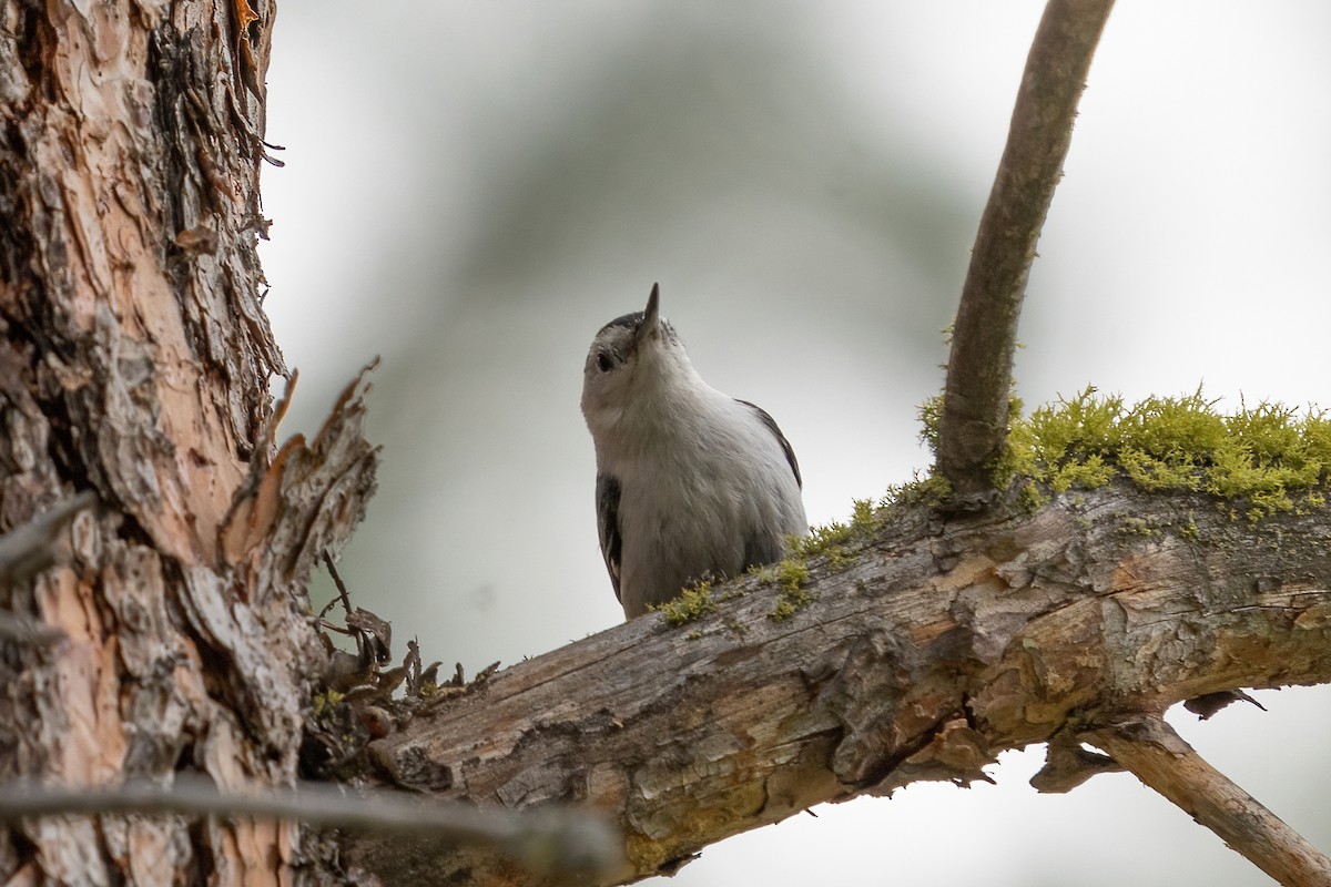 White-breasted Nuthatch - ML453909521