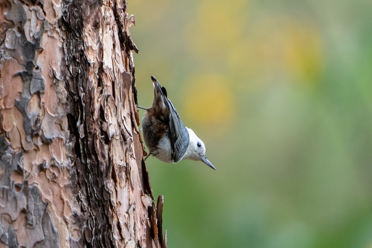 White-breasted Nuthatch - ML453909531