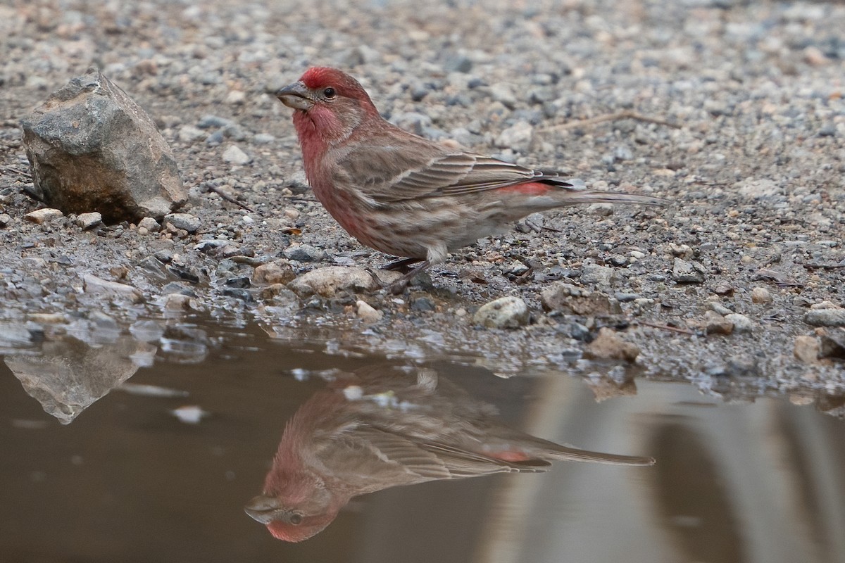 Cassin's Finch - ML453909651