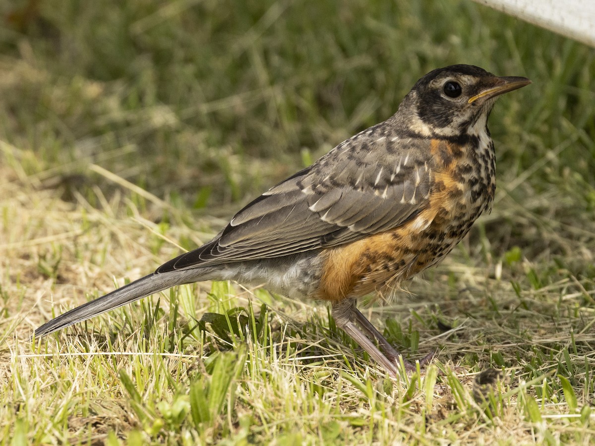 American Robin - ML453910621