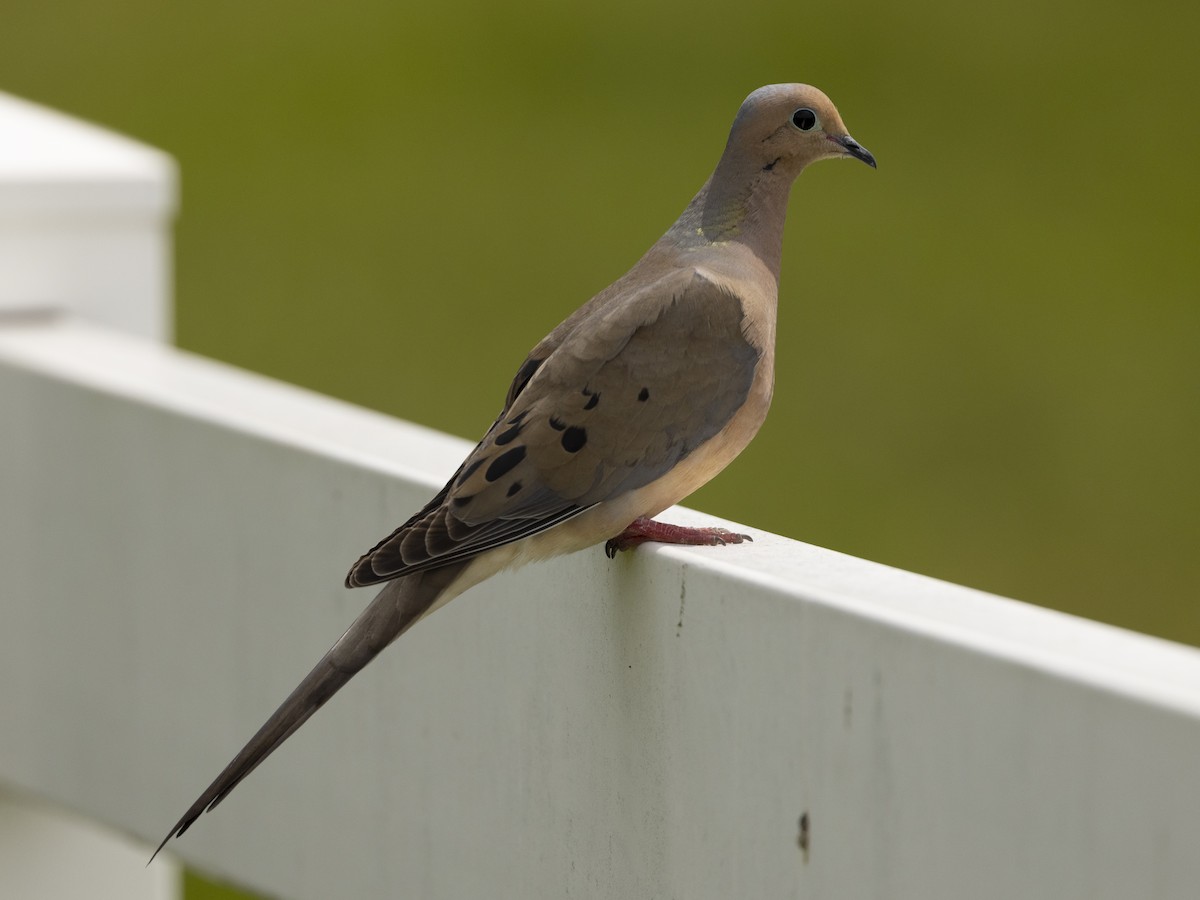 Mourning Dove - ML453910691