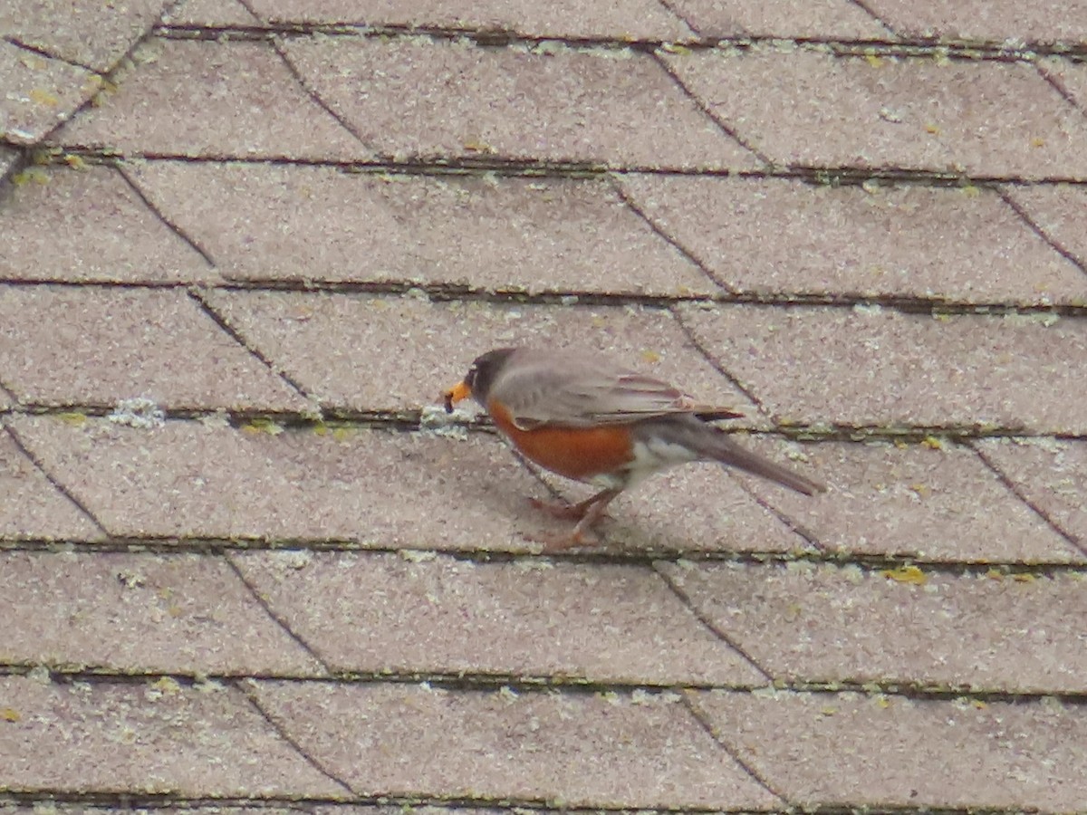 American Robin - Karen Richardson