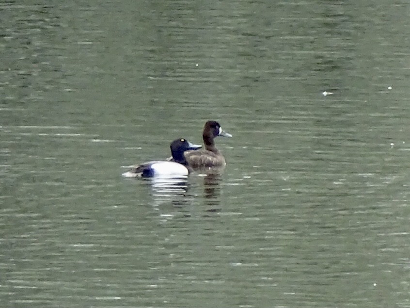 Lesser Scaup - ML453913501