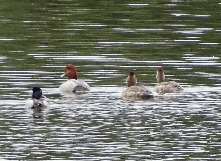 Lesser Scaup - ML453913521