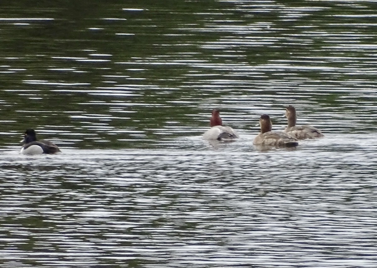 Lesser Scaup - ML453913541