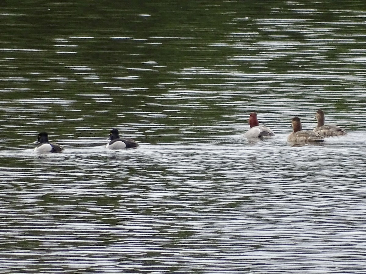 Lesser Scaup - ML453913551