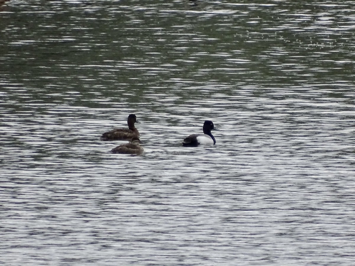 Lesser Scaup - ML453913571