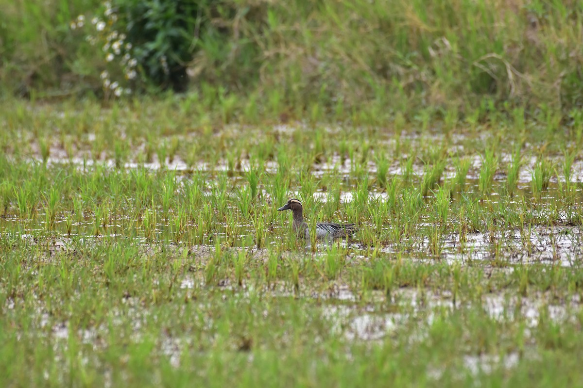 Garganey - ML453914641