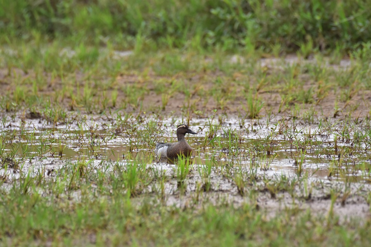 Garganey - ML453914671