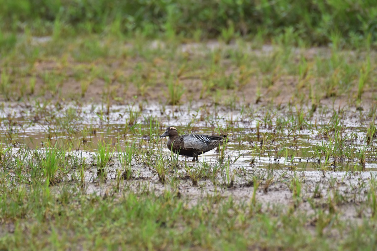 Garganey - ML453914701