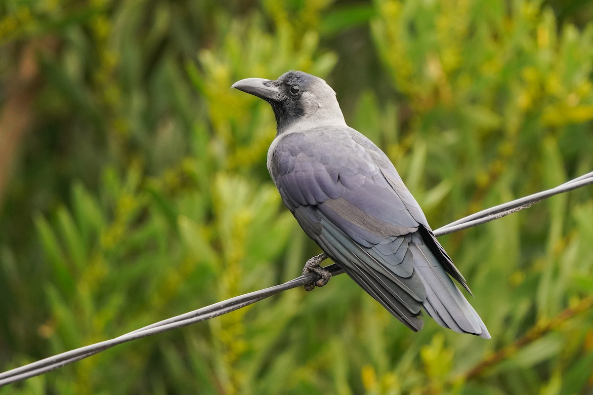 House Crow - ML453915611