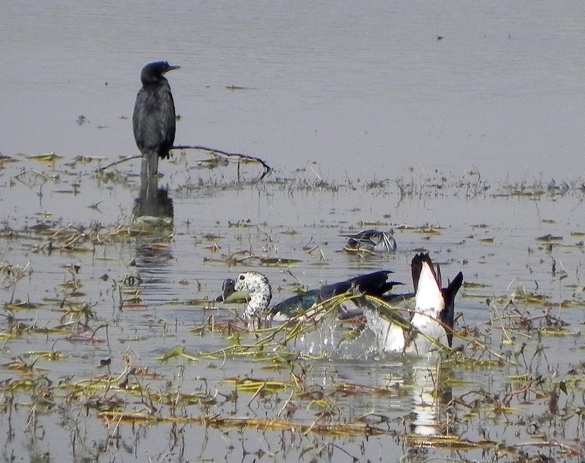 Knob-billed Duck - David Bree