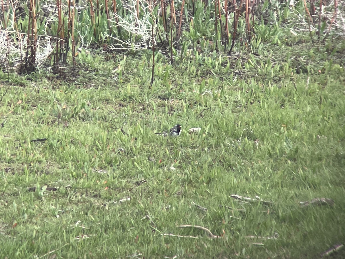 Harris's Sparrow - ML453916691