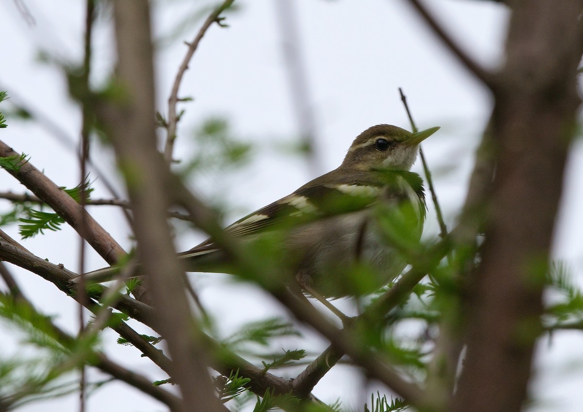 Forest Wagtail - ML453916911