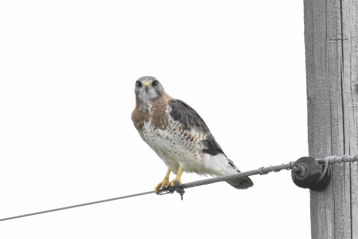 Swainson's Hawk - ML453917161