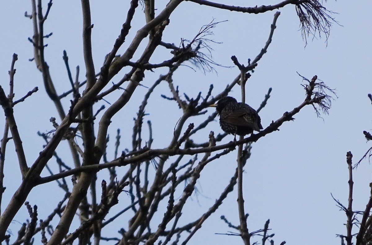 European Starling - ML45391881