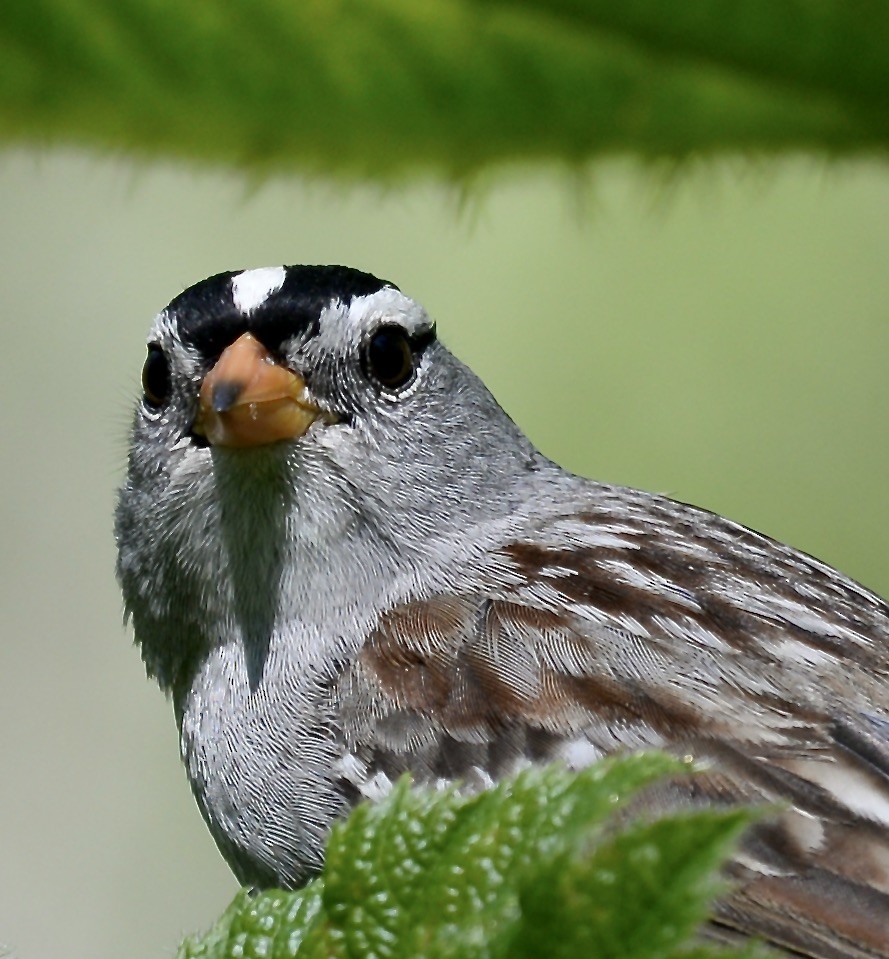 White-crowned Sparrow - Rick  Dembroski