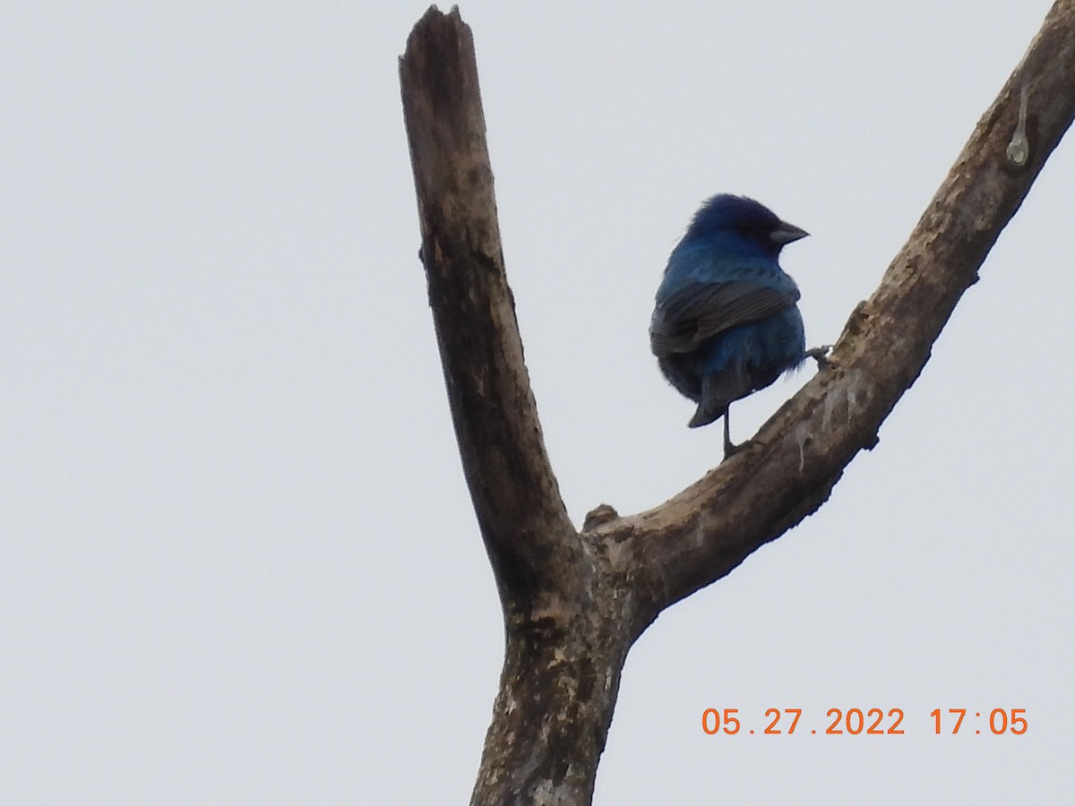 Passerin indigo - ML453920791