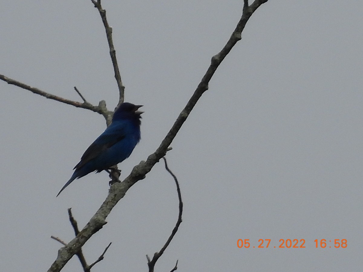 Passerin indigo - ML453920801