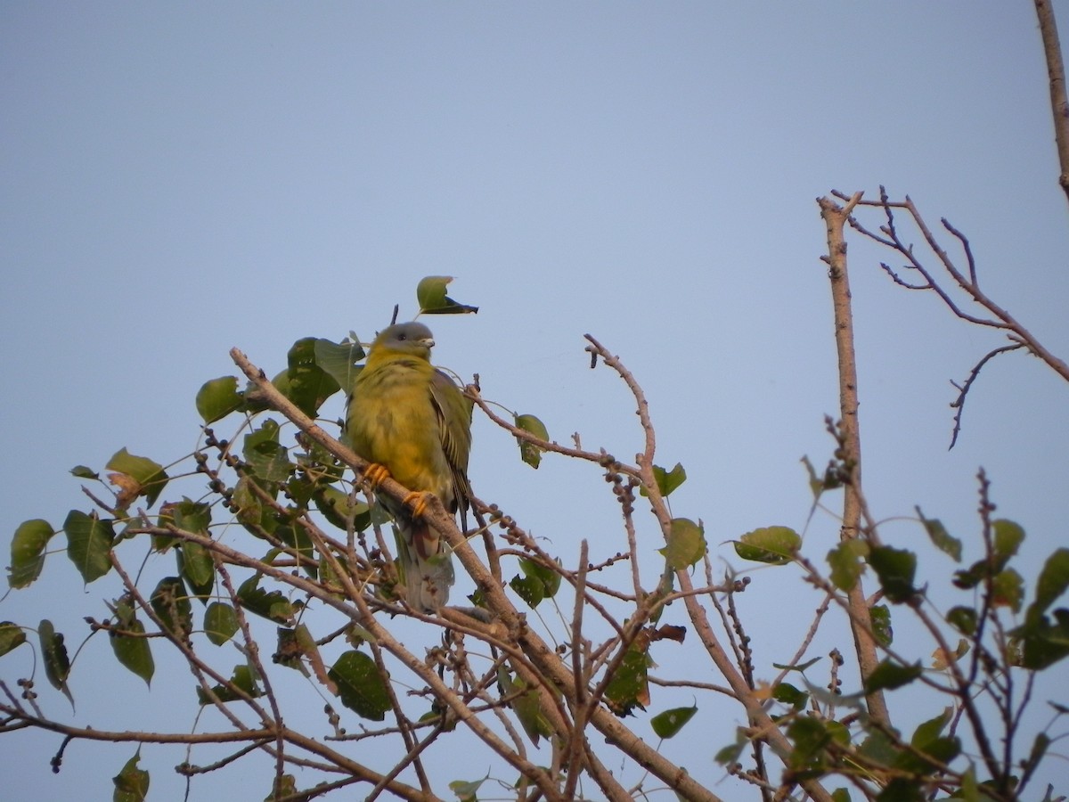 Yellow-footed Green-Pigeon - ML45392091