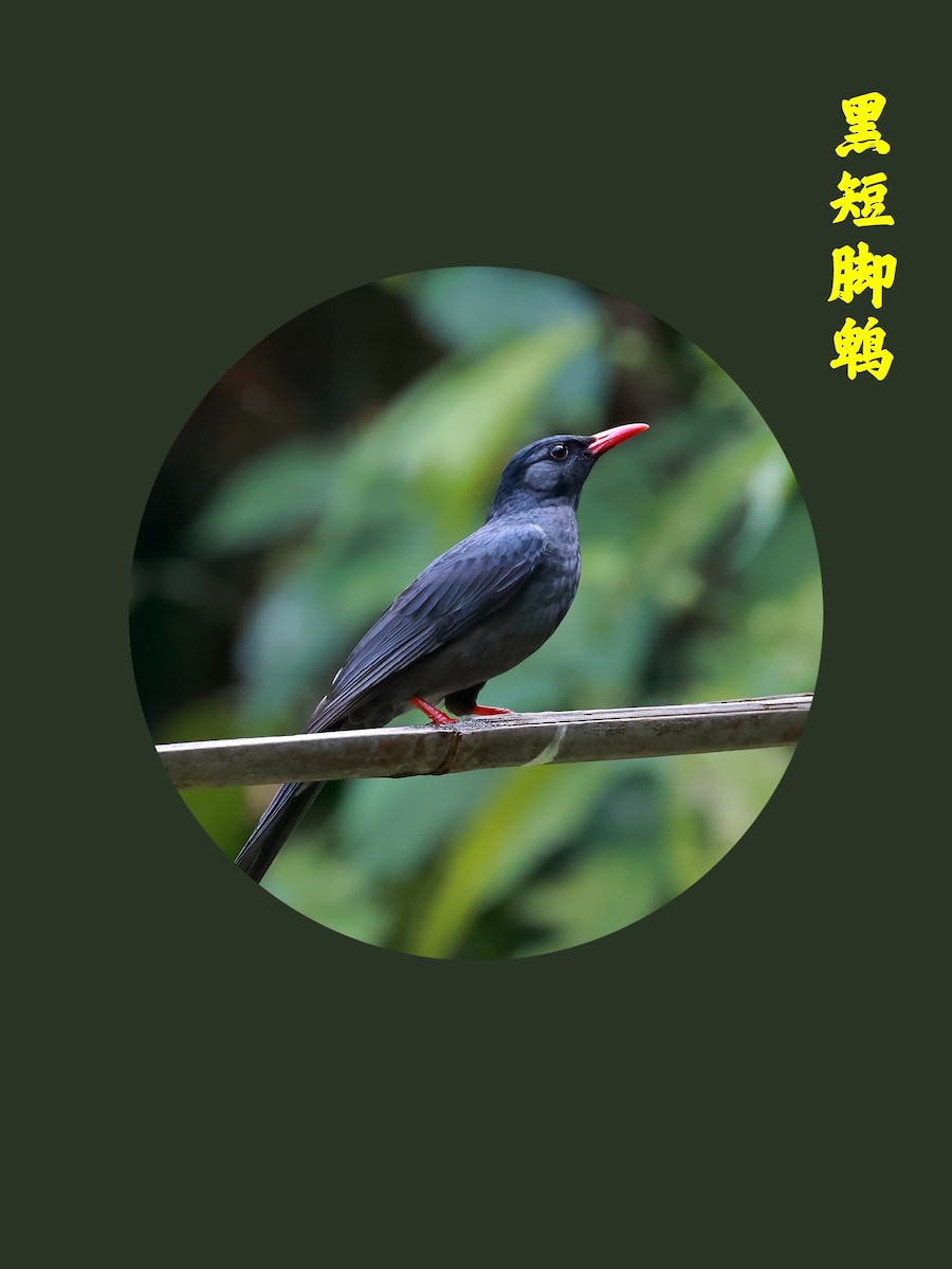 Bulbul Negro (sinensis/ambiens) - ML453922641