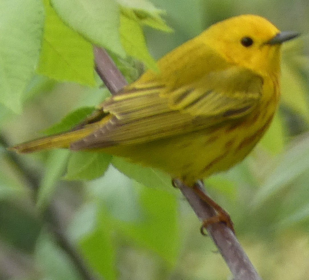 Yellow Warbler - ML453923181