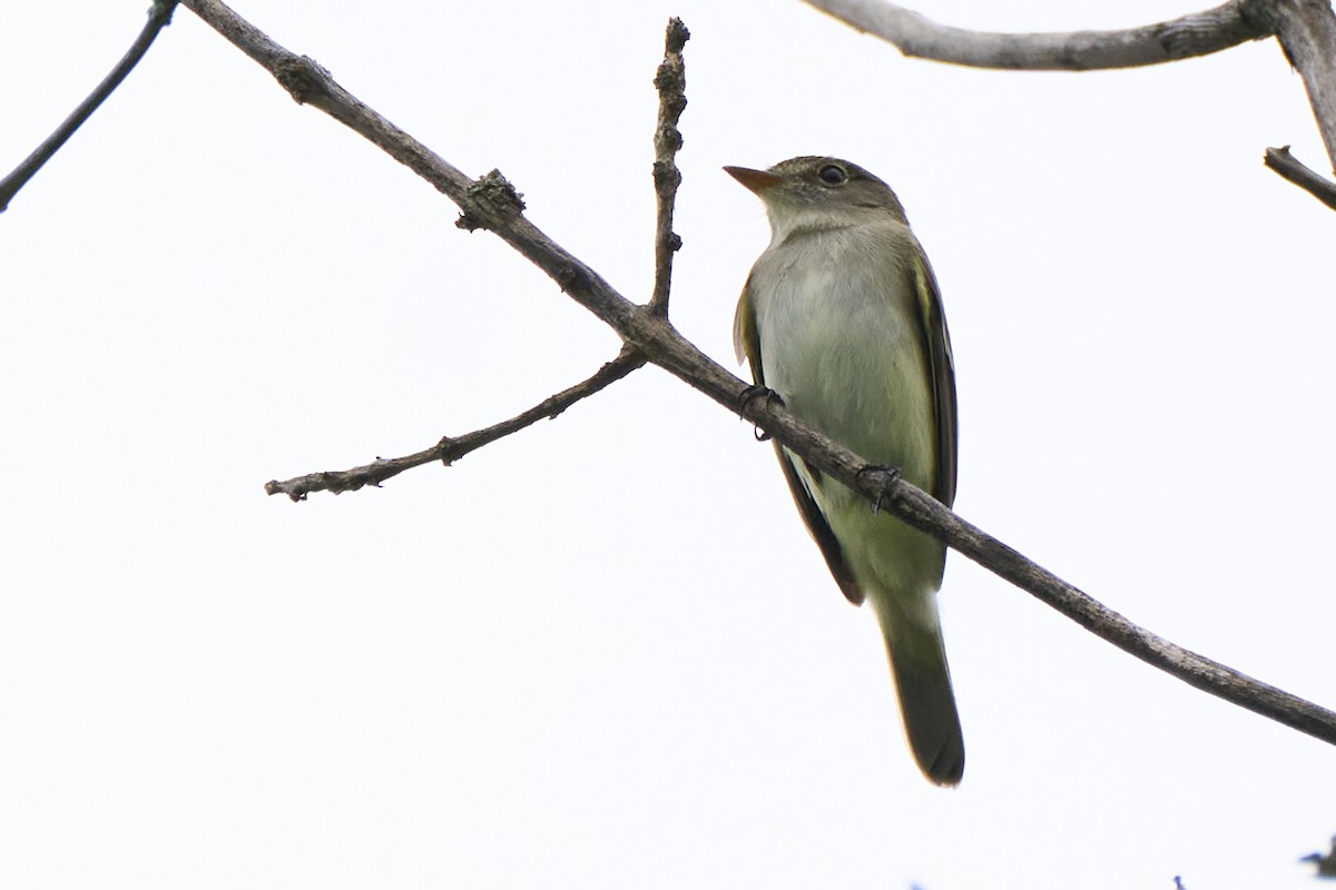 Alder Flycatcher - David Mou