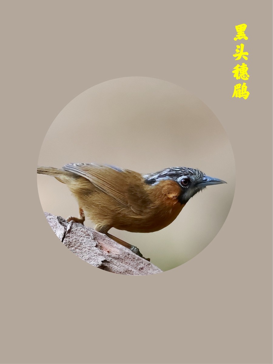Gray-throated Babbler - Yuxuan Lyu