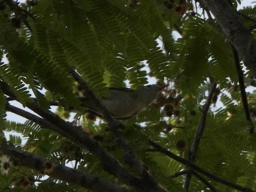 Lesser Greenlet (Northern) - Justin Flint