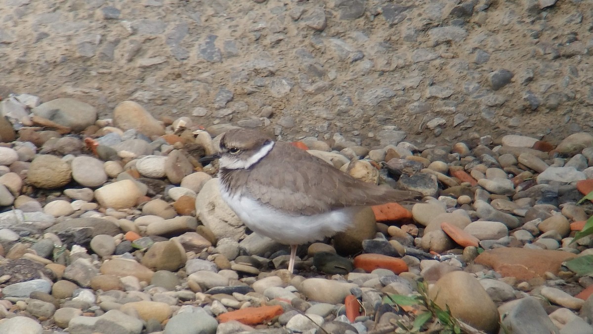 Long-billed Plover - ML453924171