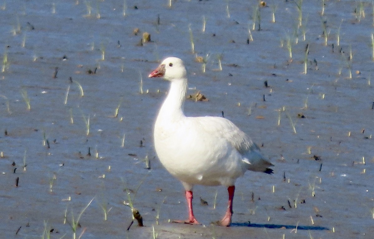 Ross's Goose - ML453924201