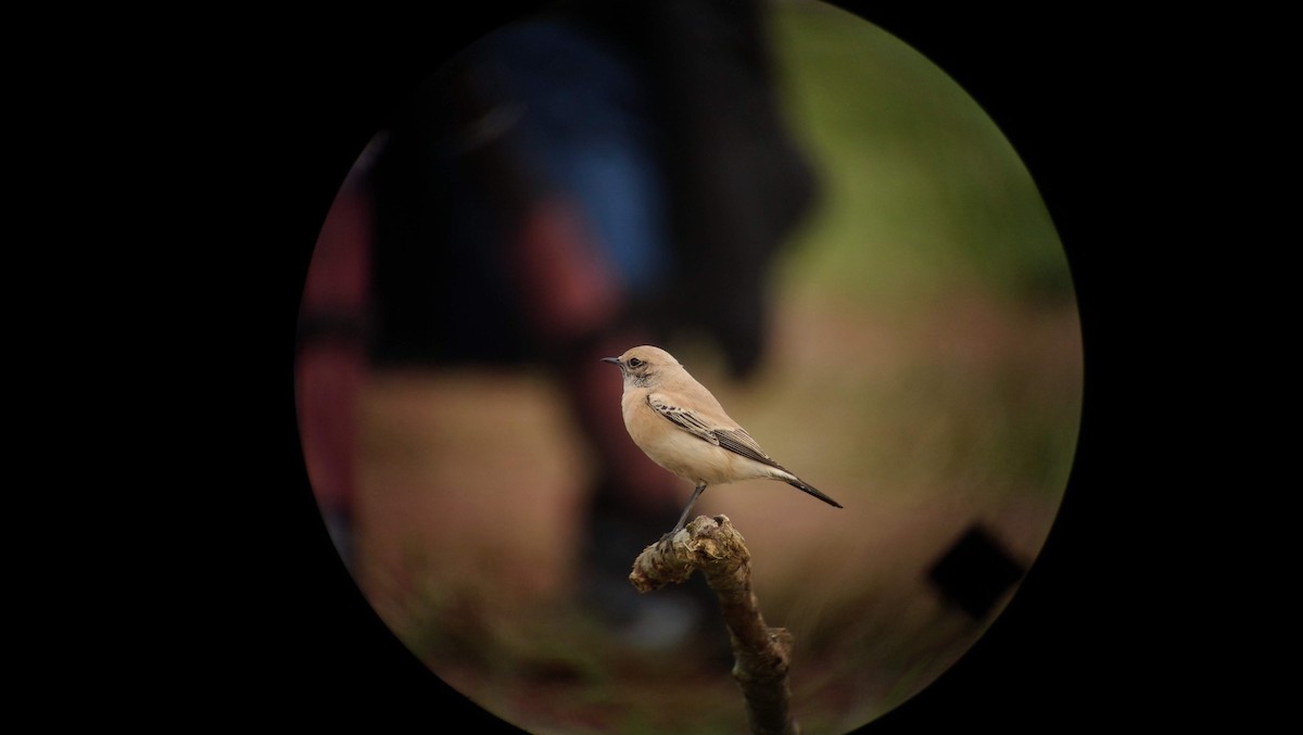 Desert Wheatear - ML453924271