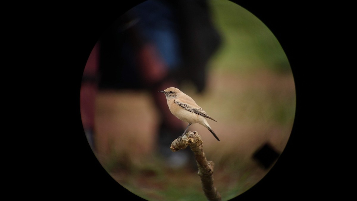 Desert Wheatear - ML453924291