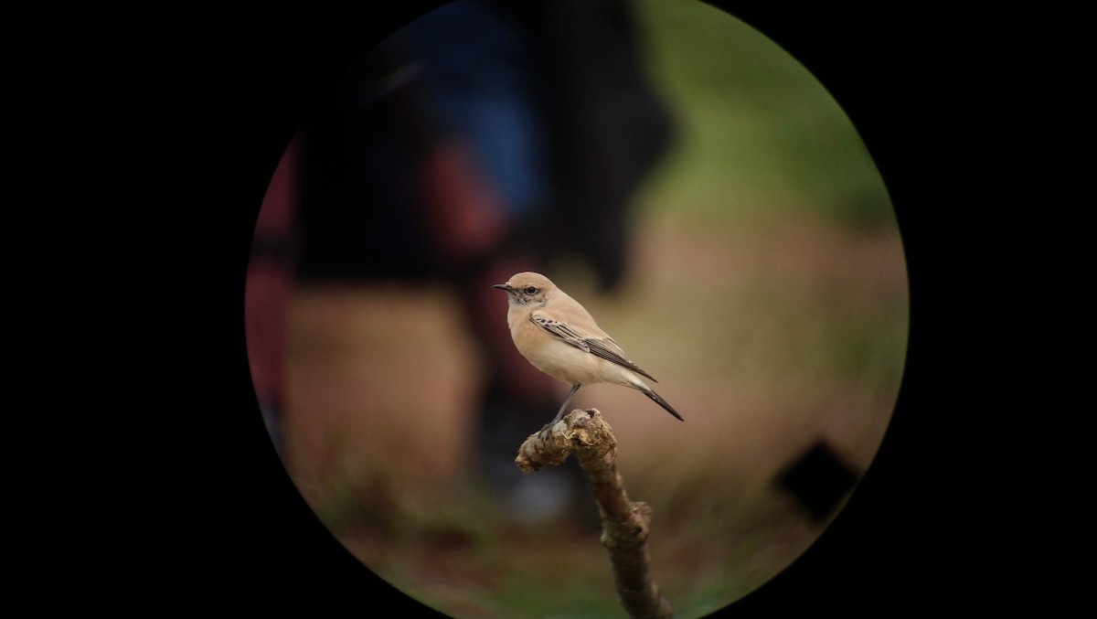 Desert Wheatear - ML453924311