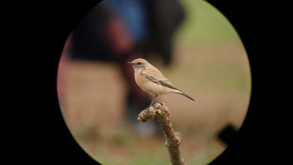 Desert Wheatear - ML453924331