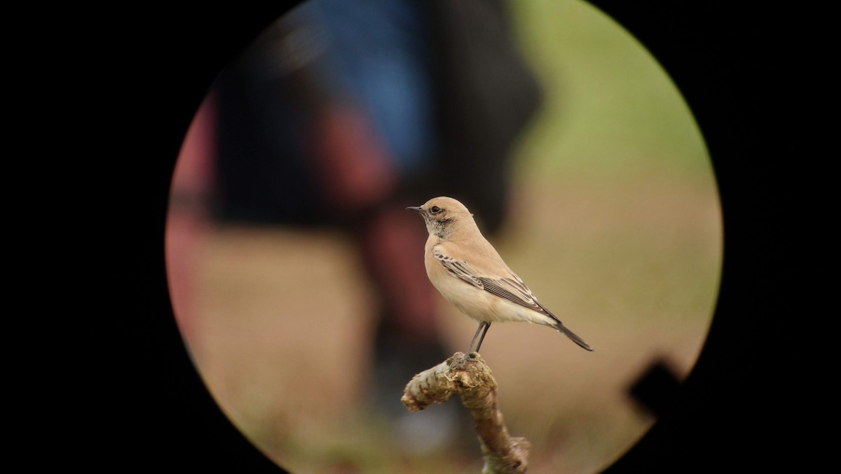 Desert Wheatear - ML453924351