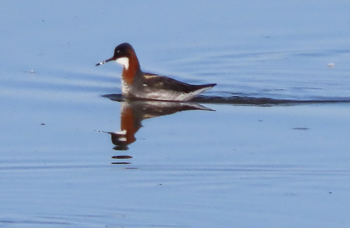 Red-necked Phalarope - ML453925221